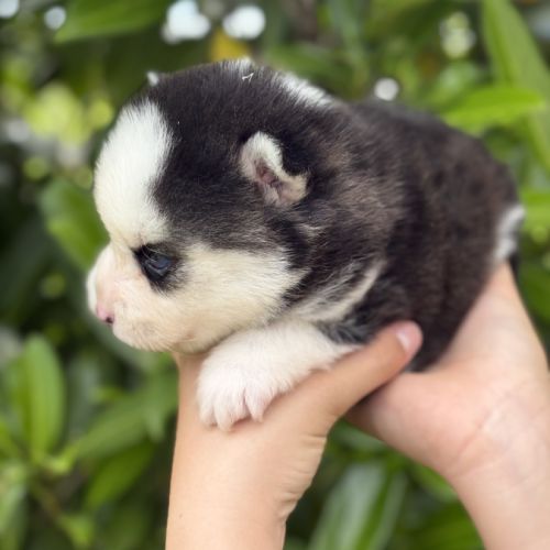 Chiots pomsky #0