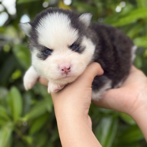 Chiots pomsky #9