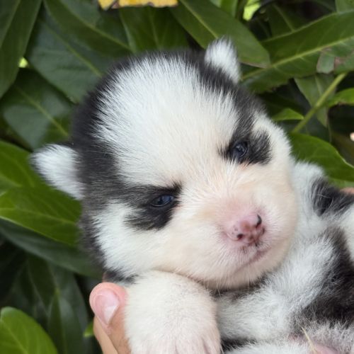 Chiots pomsky #10
