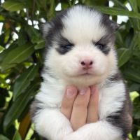 Chiots pomsky #1
