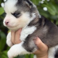 Chiots pomsky #2