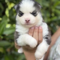 Chiots pomsky #4