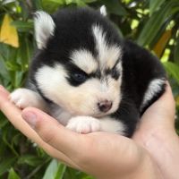 Chiots pomsky #5
