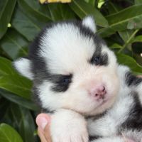 Chiots pomsky #10