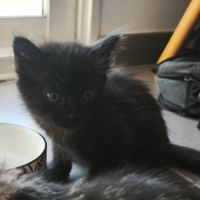 Xivo, joli chaton à l'adoption