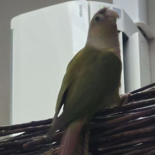 Deuxconure sexe mal