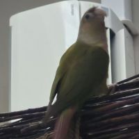 Deuxconure sexe mal #0