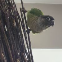 Deuxconure sexe mal #2