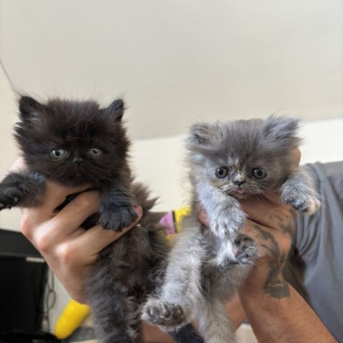 Chaton persan #1