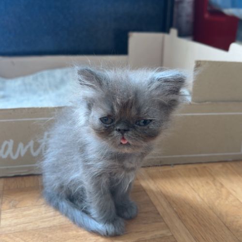 Chaton persan #2