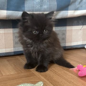 Chaton persan #3