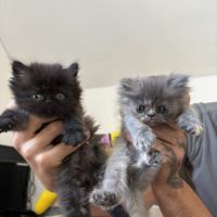 Chaton persan #1