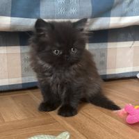 Chaton persan #3