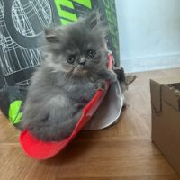Chaton persan #0