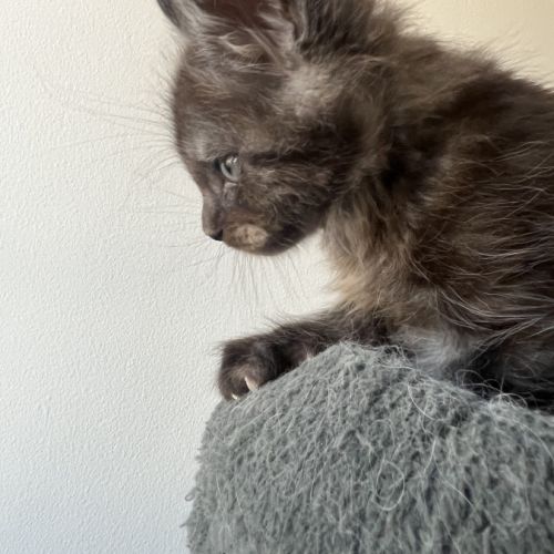 Chaton maine coon lignée russe #1