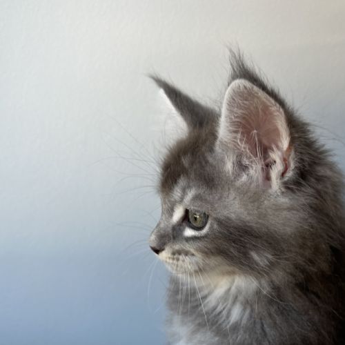 Chaton maine coon lignée russe #2