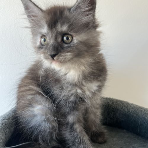 Chaton maine coon lignée russe