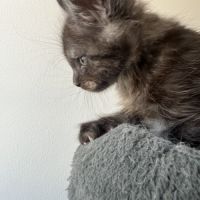 Chaton maine coon lignée russe #1