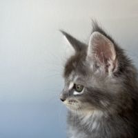 Chaton maine coon lignée russe #2