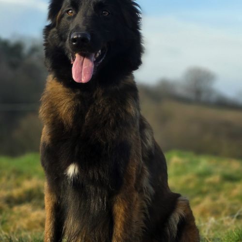 Chiots berger belge tervueren #1