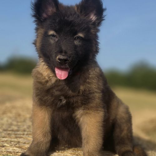 Chiots berger belge tervueren #2