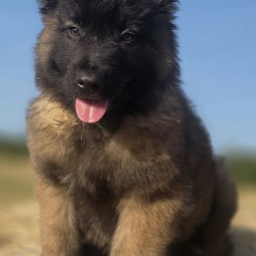 Chiots berger belge tervueren #3