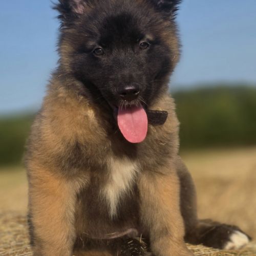 Chiots berger belge tervueren #4
