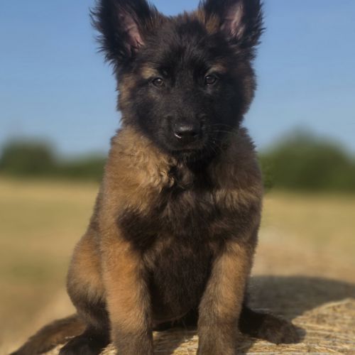 Chiots berger belge tervueren #6