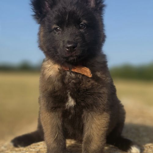 Chiots berger belge tervueren #7