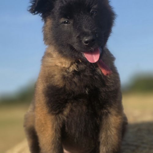 Chiots berger belge tervueren