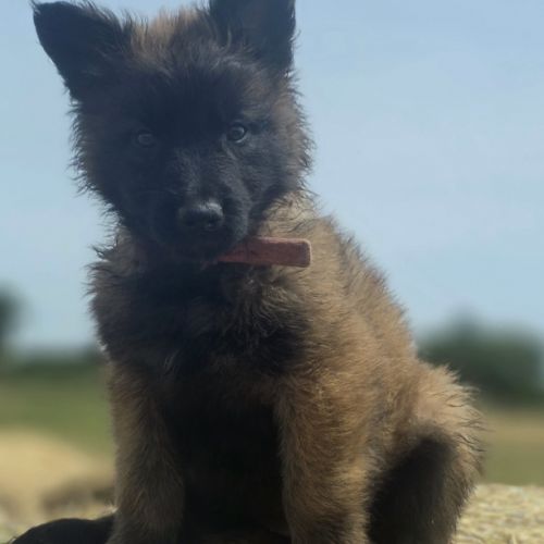 Chiots berger belge tervueren #9