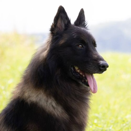 Chiots berger belge tervueren #10