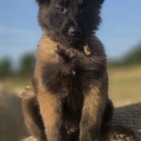 Chiots berger belge tervueren #5