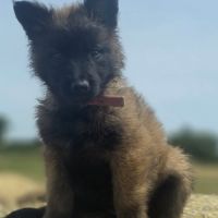 Chiots berger belge tervueren #9