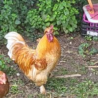Coq hollandais