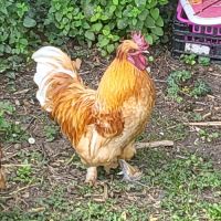 Coq hollandais #2