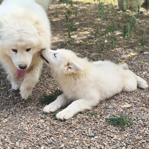 4 mâles samoyède 5 mois compagnon de famille #1