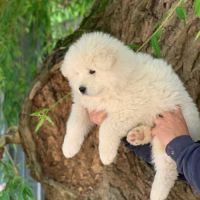 7 bébés samoyède lof - cherchent leur famille