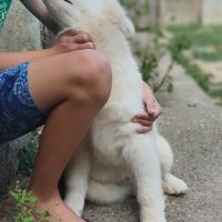 4 mâles samoyède 5 mois compagnon de famille #2