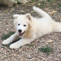 4 mâles samoyède 5 mois compagnon de famille