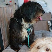 Anna-mary, très timide, à l'adoption #6