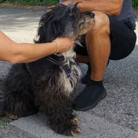 Anna-mary, très timide, à l'adoption #7