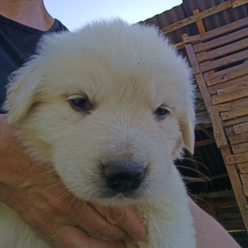 Chiot berger de la maremme et des abruzzes #3
