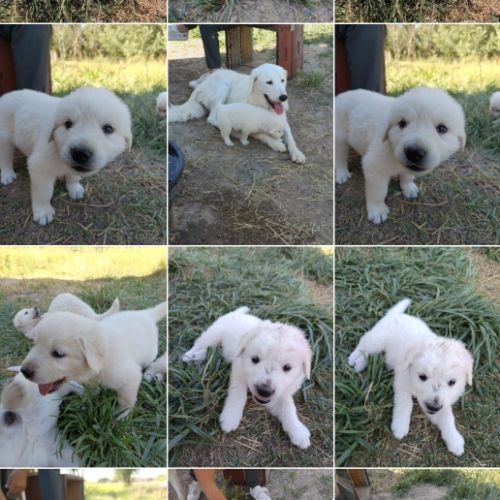 Chiot berger de la maremme et des abruzzes #0