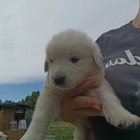 Chiot berger de la maremme et des abruzzes #1