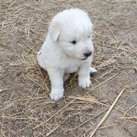 Chiot berger de la maremme et des abruzzes #2