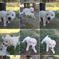 Chiot berger de la maremme et des abruzzes