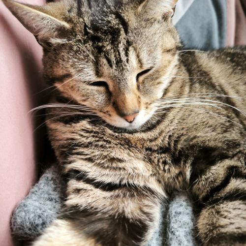 Illy, une petite âme tendre qui rêve enfin de son #5