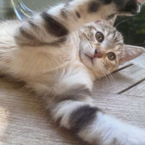Fanny une petite compagne douce et proche de vous #1