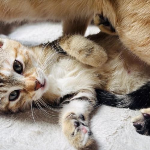 Fanny une petite compagne douce et proche de vous #4